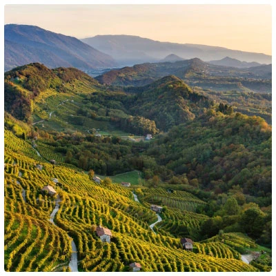 Ab Ovo Borkereskedés - Webshop