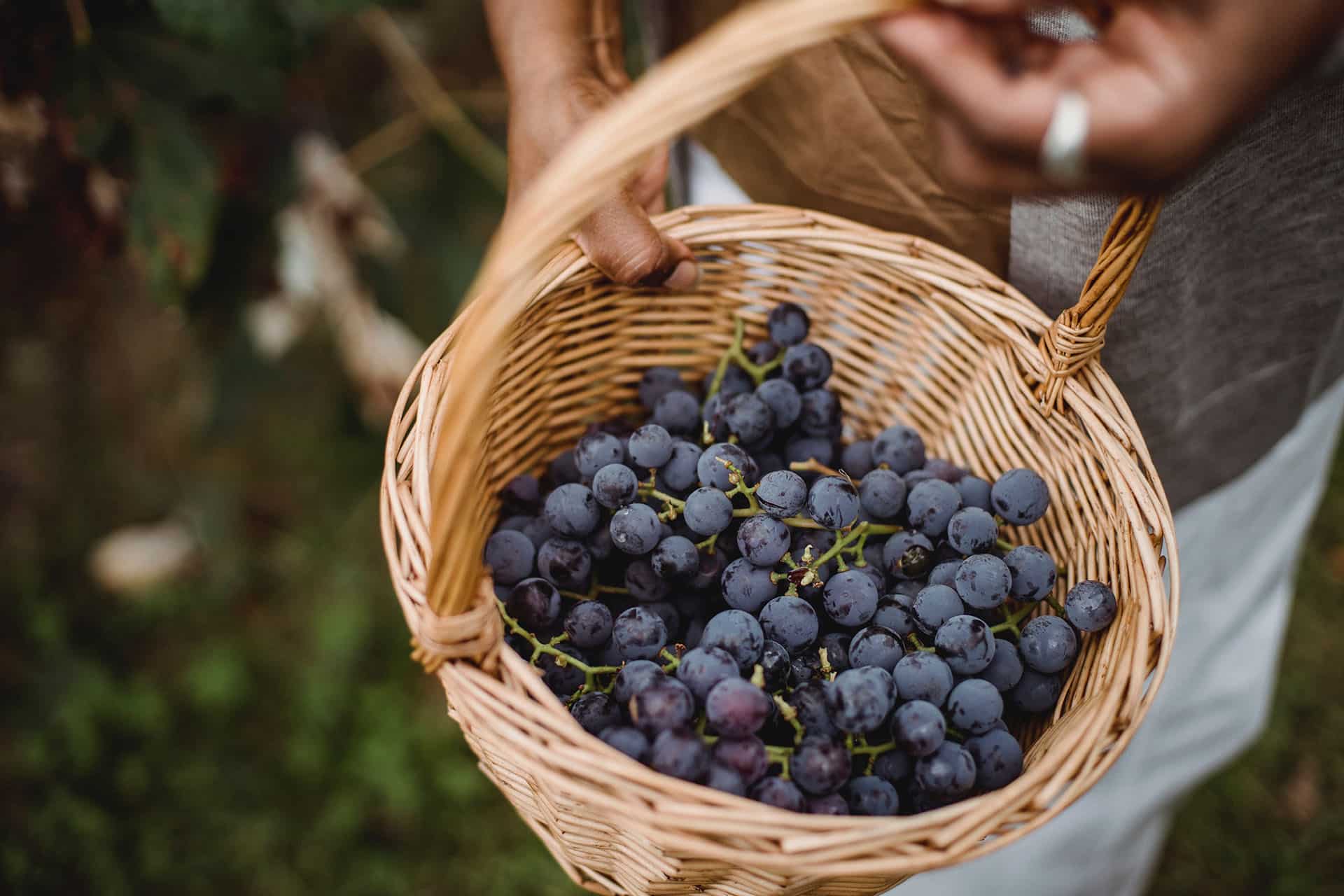 Amiért a Malbec-et szeretjük
