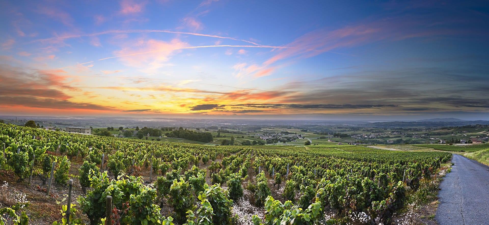 Minden július negyedik csütörtökje: SYRAH NAP