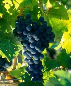 Cabernet Franc