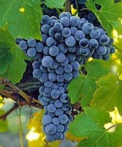 Cabernet Sauvignon