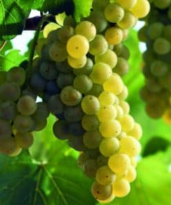 Chardonnay