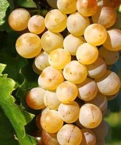 Furmint