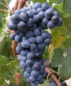 Merlot