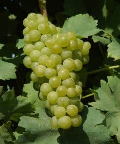 Muscat Ottonel