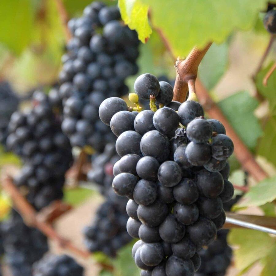Pinot Noir