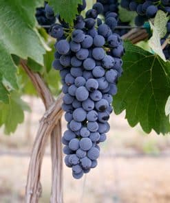 Syrah