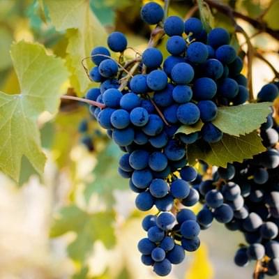 Barbera