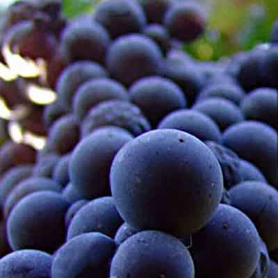 Dolcetto
