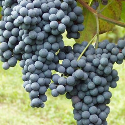 Nebbiolo