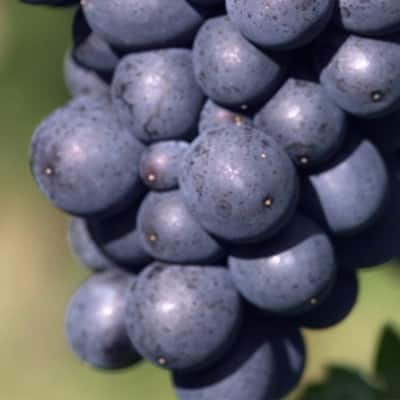 Pinot Meunier